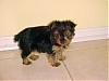 Anyone esles Yorkie born on this day too!!!!-puppy-1.jpg