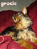 Anyone esles Yorkie born on this day too!!!!-gr11.jpg