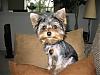 how fast will a shaved yorkie grow back?!-cali.jpg