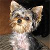 how fast will a shaved yorkie grow back?!-cali-upclose.jpg