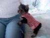 Overpaid for yorkie-libbydress.jpg