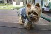 Thanks, YorkieGirl2!-img_3558.jpg