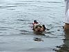 Yorkie's Swim?-ginger-swim.jpg