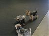 Frogknot attended today's yorkie play group! PICS-starsky-pup-086.jpg