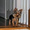 How much did you pay for your yorkie?-dylan-top-stairs.jpg