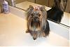 Any Yorkies with  Full or long Coats?-calimayagroom-002-600-x-401-.jpg