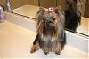 Any Yorkies with  Full or long Coats?-calimayagroom-003-600-x-401-.jpg