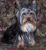 Any Yorkies with  Full or long Coats?-bear400.jpg