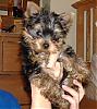 Will My Yorkie's Hair Go Blonde?-badger09.jpg