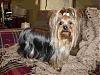 Any Yorkies with  Full or long Coats?-dsc01713.jpg