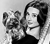 Celebs with their Yorkies!-1239633.jpg