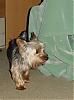 Extra Large Yorkshire Terriers?-dsc02095.jpg