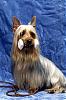 Yorkshire terriers vs silky terriers-silky-1.jpg