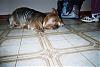 Free Yorkie!-molly-foyer.jpg