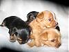 Looser Yorkie Mamma (Mercedes & Maverick's Mamma)-11-600-x-450-.jpg