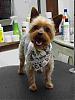 Puppy Cut Advice - PLEASE!!!!-yorkiecut.jpg