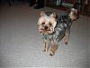 Yorkie puppy cut-after_2.jpg