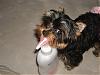 Yorkie eating Johnson's Baby Lotion-What??-dsc01407.jpg