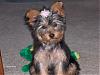 Another Law Dog bow-rosebow-kizzy.jpg