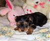 I got a brand new yorkie today!-cuteni-3.jpg