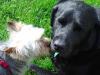 Puppy Love Pics-web-dsc00630.jpg