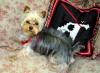 Puppy Love Pics-web-dsc00611.jpg