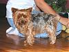 Pictures of a larger size yorkie?? Anyone??-kramer-2005-resized.jpg