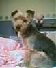 pics of 10 pound yorkies or over-brandiside.jpg