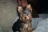a curly haired yorkie??-100_1378.jpg