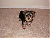 Help!! I need advice, I may have found my Yorkie girl !!!!-cid_018b01c68a5b-492c39d0-2cfcfb75-yourixjjjxs2nc.jpg
