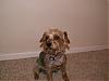 Help!! I need advice, I may have found my Yorkie girl !!!!-cid_018c01c68a5b-492c39d0-2cfcfb75-yourixjjjxs2nc.jpg