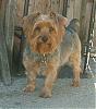 pics of 10 pound yorkies or over-imageas3.jpg