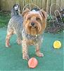 pics of 10 pound yorkies or over-imsdsage6.jpg