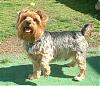 pics of 10 pound yorkies or over-imadfdge13.jpg