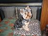 a curly haired yorkie??-img_0677.jpg