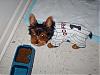 pics of under 10 pound yorkies please-timmy1.jpg