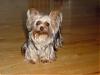 pics of under 10 pound yorkies please-dnsize01.jpg