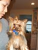 pics of under 10 pound yorkies please-boos-011.jpg