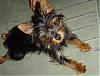 pics of under 10 pound yorkies please-outstretch.jpg