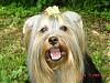 pics of 10 pound yorkies or over-album-10-147-480-x-360-.jpg