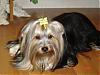 pics of 10 pound yorkies or over-album-10-158-480-x-360-.jpg