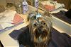 pics of under 10 pound yorkies please-cali423-005-600-x-401-.jpg