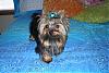 pics of under 10 pound yorkies please-cali311-002-600-x-401-.jpg