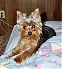 pics of under 10 pound yorkies please-justgr2.jpg