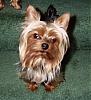 pics of under 10 pound yorkies please-olive.jpg