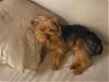 pics of 10 pound yorkies or over-tuck-005.jpg