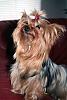 breed standard-img_7498_edited-2.jpg