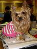 pics of under 10 pound yorkies please-small-office.jpg
