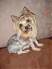 pics of under 10 pound yorkies please-small-shaved-brownie.jpg