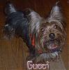 pics of under 10 pound yorkies please-gucci-4-17-06.jpg